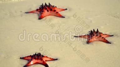 如果一只<strong>红海</strong>星躺在海滩上特写镜头。 热带白沙，海水中有<strong>红海</strong>星。 慢吞吞的。 菲律宾